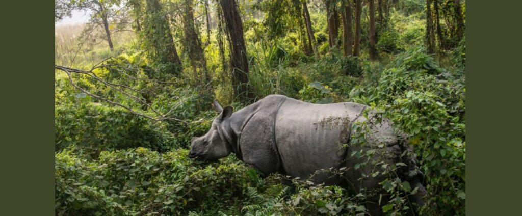 Rhino at Chitwan National Park